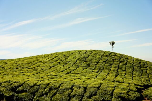 Kochi – Guruvayoor - Munnar – Thekkady - Alleppey – Varkala – Trivandrum – 10 Days 9 Nights
